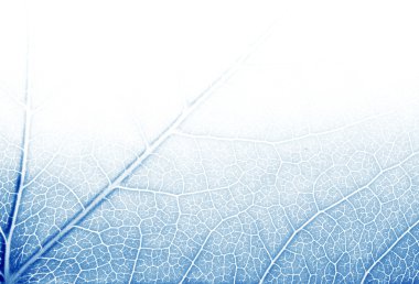 Leaf texture in blue tones clipart