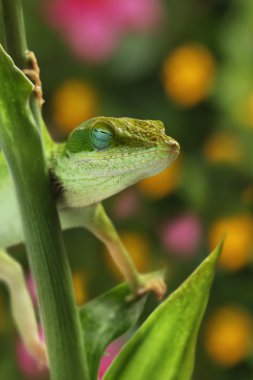 Anole lizard sleeping in garden clipart