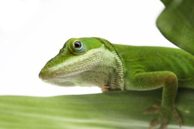 Anole lizard clipart