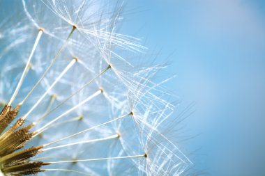 Dandelion - shallow dof clipart