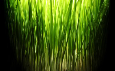 Green grass lit at night clipart