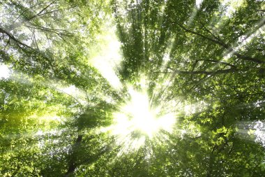 Sunburst through trees clipart