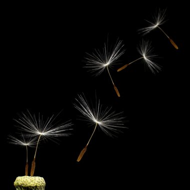 Dandelion clipart