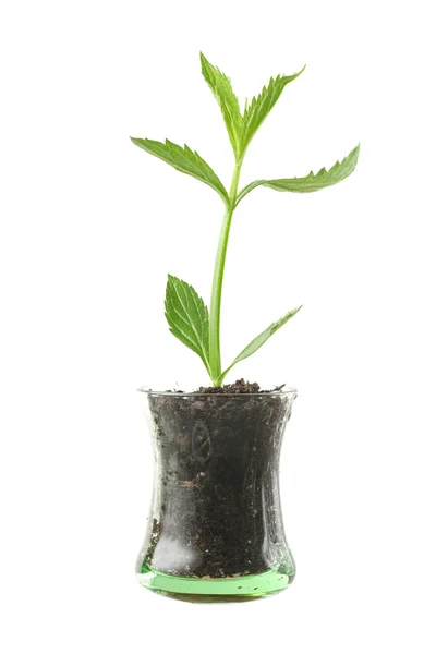 Planta en vaso de vidrio — Foto de Stock