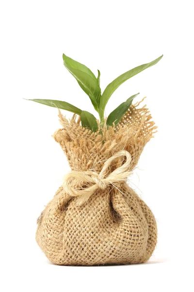 Giovane pianta in borsa — Foto Stock