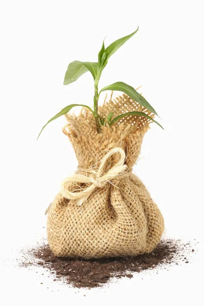 Young plant in bag — Stock Photo, Image