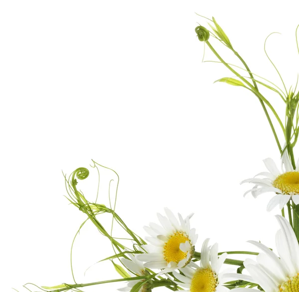 Flower design — Stock Photo, Image