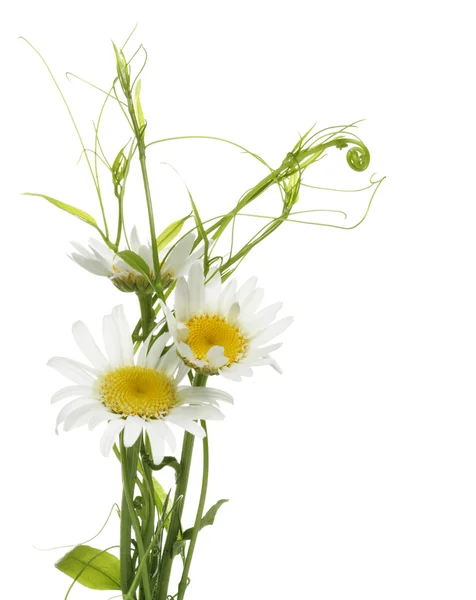 Design de flores — Fotografia de Stock