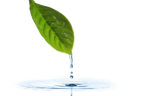 Gotejamento de água de uma folha — Fotografia de Stock
