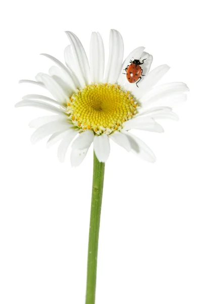 A daisy katicabogár — Stock Fotó