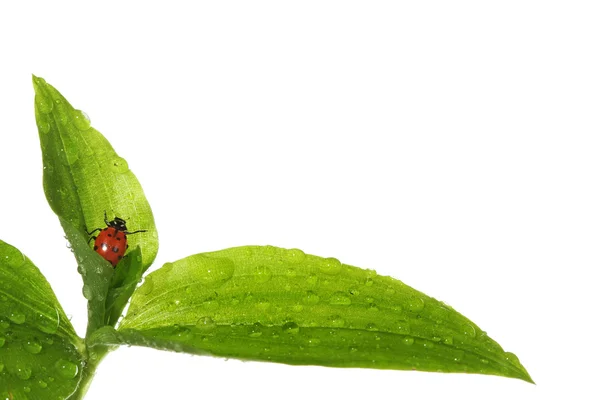 Marienkäfer auf nassen Blättern — Stockfoto