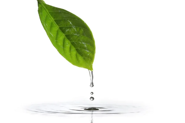 Gotejamento de água de uma folha — Fotografia de Stock