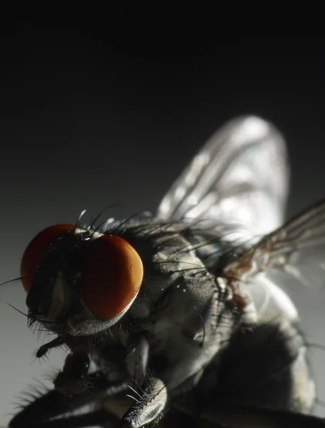 Fechar de uma mosca — Fotografia de Stock