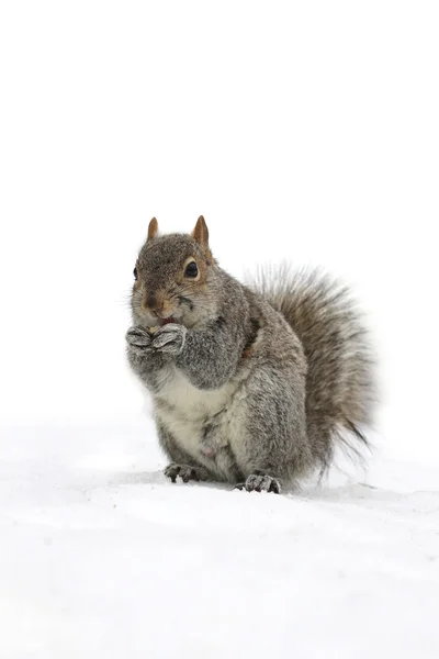 Słodka mała wiewiórka — Zdjęcie stockowe