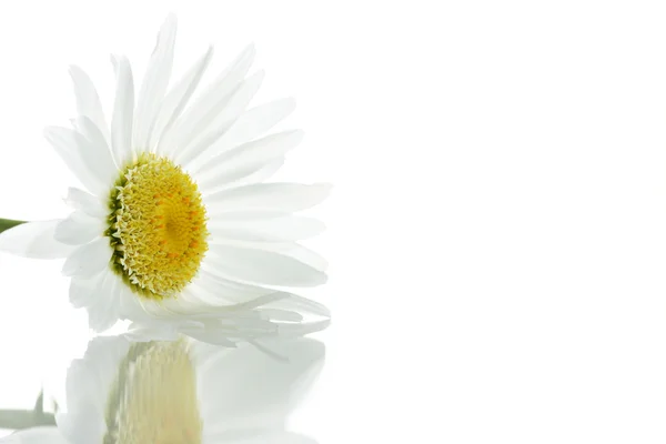 Beautiful daisy — Stock Photo, Image