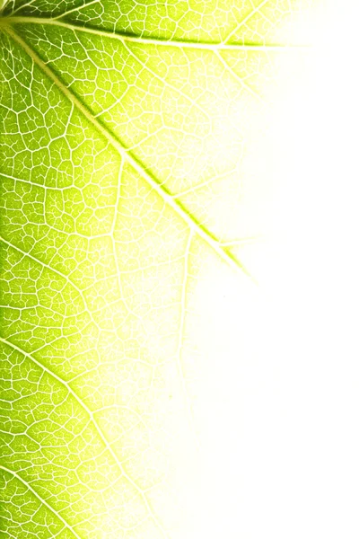 Яркий лист крупным планом — стоковое фото
