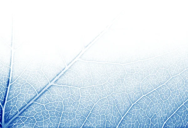 블루 톤에서 잎 텍스처 — 스톡 사진