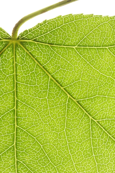 Zbliżenie liścia — Zdjęcie stockowe