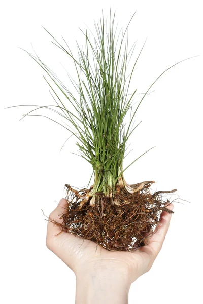 Kézi üzem fű — Stock Fotó