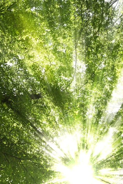 stock image Sunburst through trees