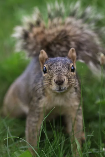 Cute little squirrel — Stock Photo, Image