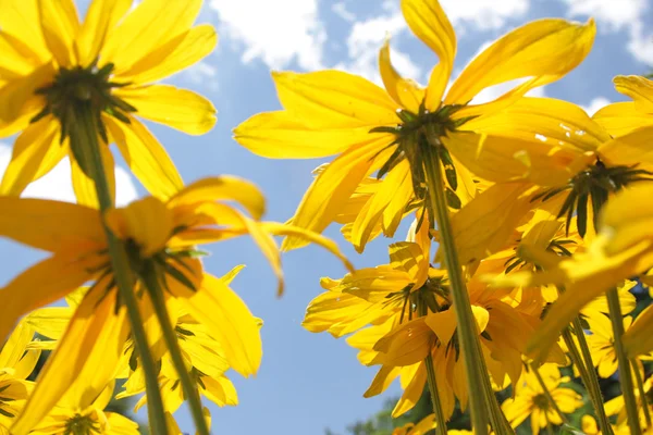 stock image Yellow flowers against sky