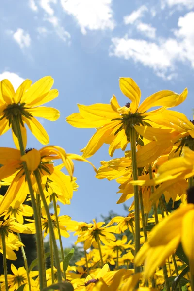 Yellow flowers against sky — Stock Photo, Image