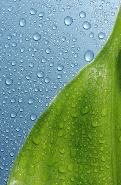 Leaf & water drops on metallic blue — Stock Photo, Image