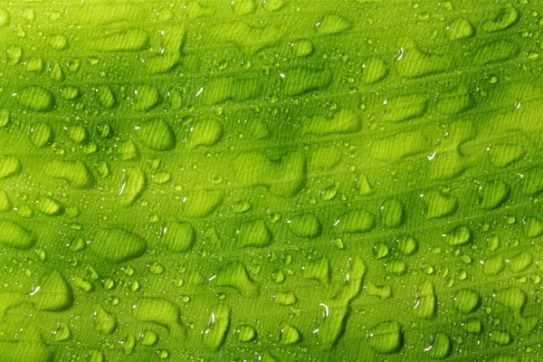 Gocce di pioggia su una foglia — Foto Stock
