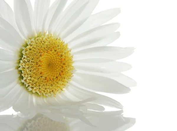 Beautiful daisy — Stock Photo, Image