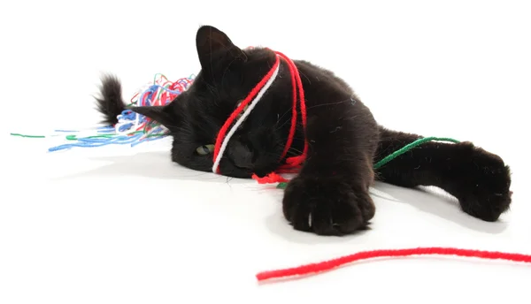Gato brincando com fios — Fotografia de Stock