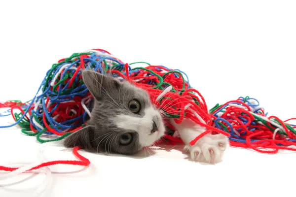 糸にじゃれる子猫 — ストック写真