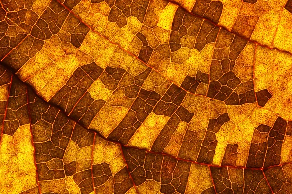Крупный план изменения цвета листьев — стоковое фото