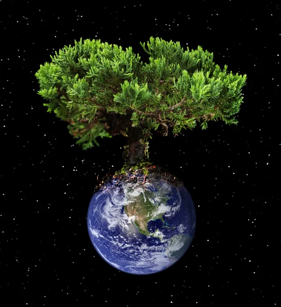 Země strom — Stock fotografie