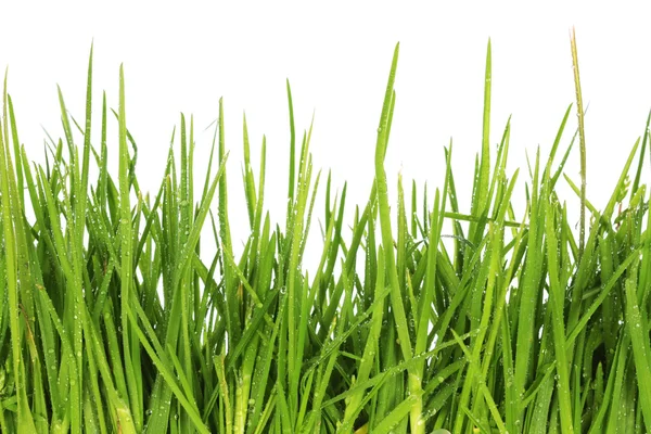 Свежая трава после дождя — стоковое фото