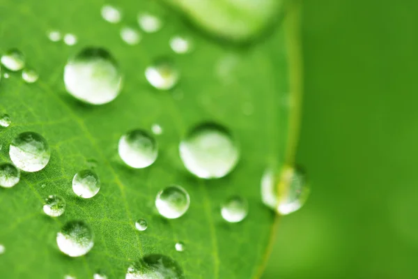 stock image Water drops on leaf