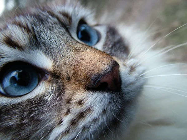 Hermoso gato — Foto de Stock