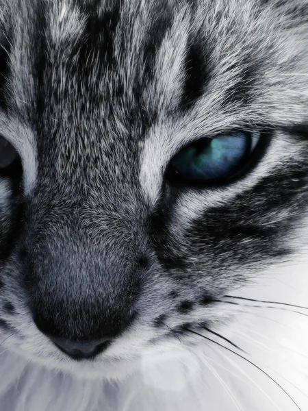 Красиві кішка — стокове фото