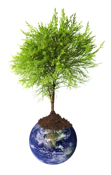 Tree growing from earth — Stock Photo, Image