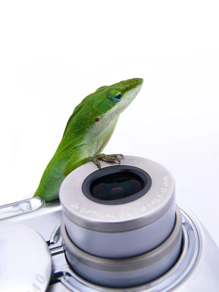 在相机上的蜥蜴 — 图库照片