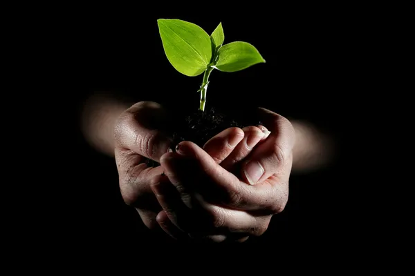 Hands holding young plant — Stock Photo, Image