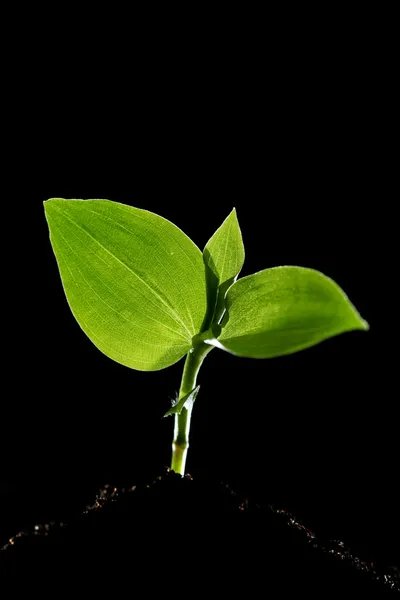 Fiatal növények — Stock Fotó