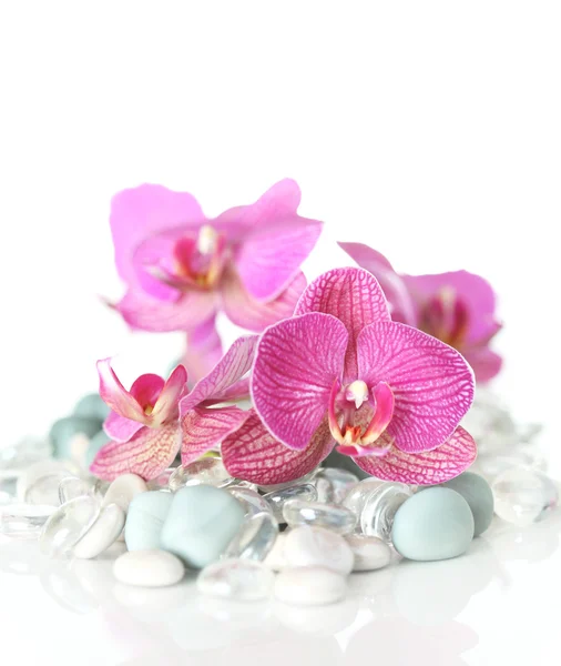 Orquídea puesta sobre piedras — Foto de Stock