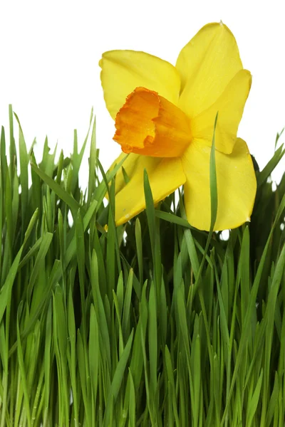 Нарцисс на зеленой траве — стоковое фото