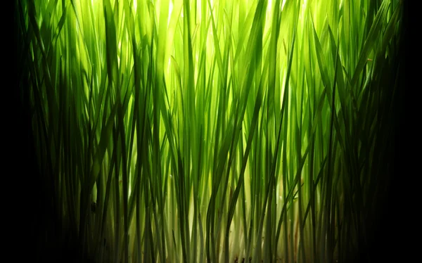 夜に点灯している緑の芝生 — ストック写真