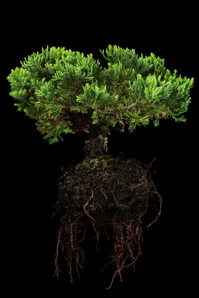 Albero di Bonsai — Foto Stock