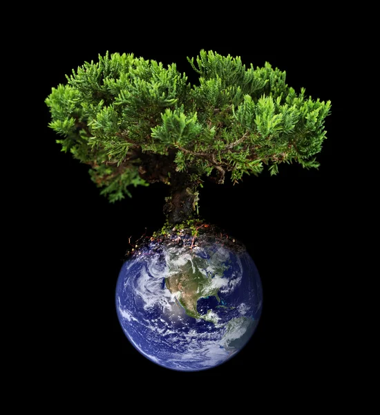 Земное дерево — стоковое фото