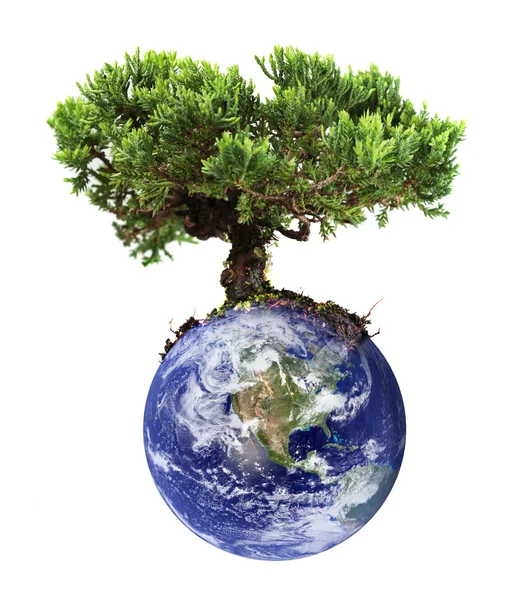 Earth tree — Stock Photo, Image