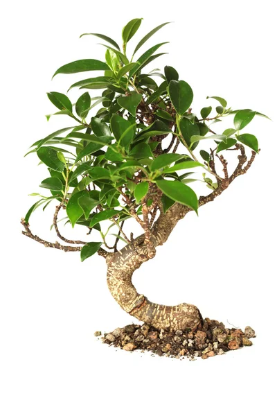 Albero bonsai isolato su bianco — Foto Stock