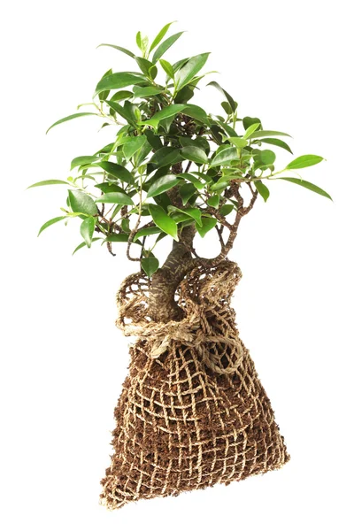 Árbol de Bonsai aislado en blanco — Foto de Stock